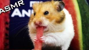 仓鼠可以吃荷兰瓜吗视频,仓鼠的绿色美食探索