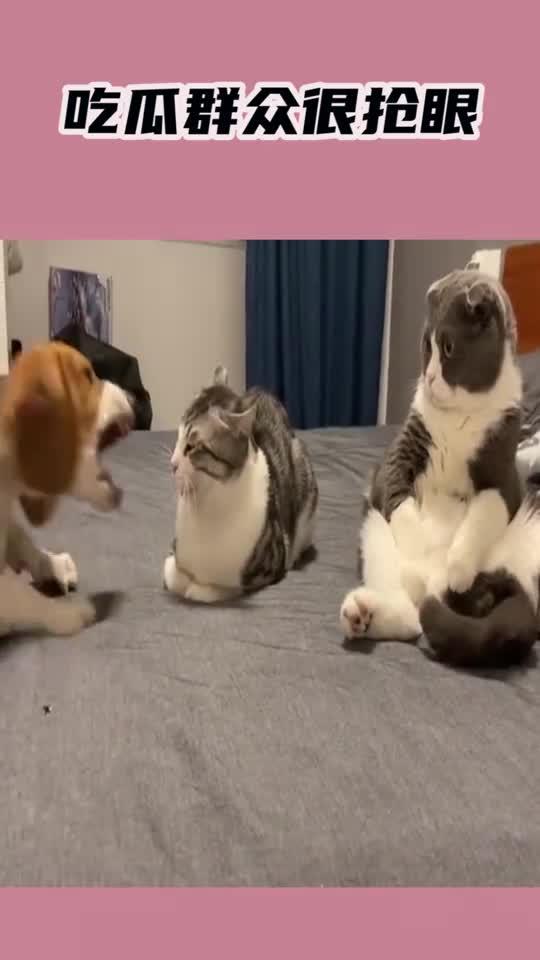 养猫吃瓜群众视频,瓜群众视角下的喵星人美食时光