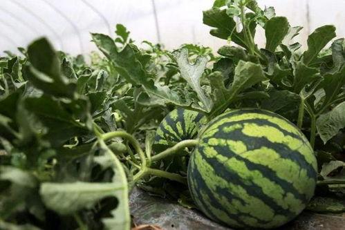 老四早期路边吃瓜视频,揭秘市井百态