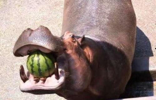 河马吃瓜最新视频,趣味横生，萌态十足！