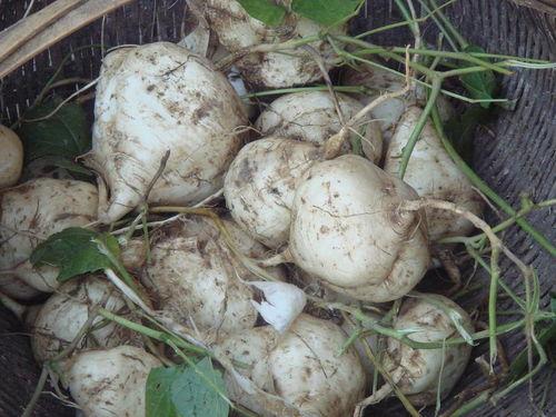 土瓜应该怎么剥壳吃视频,土瓜剥壳食用教程