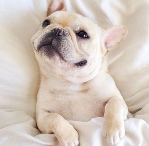 小幼犬可以吃茄瓜吗视频,茄瓜，幼犬餐桌上的禁忌还是佳肴？