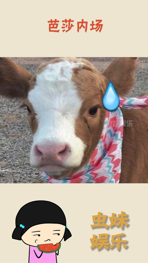 抖音超萌吃瓜视频,萌态百出，笑料连连