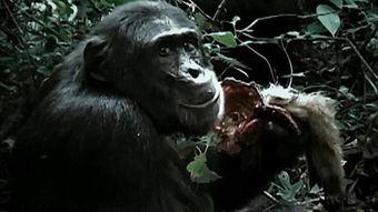 猩猩吃云南小瓜视频,一场跨物种的美食之旅