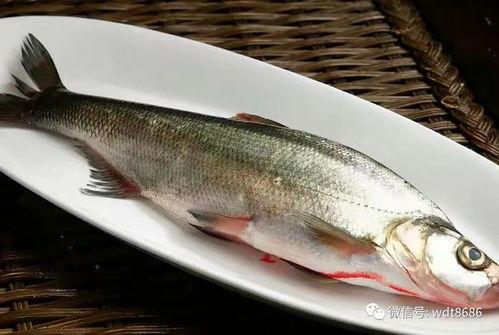 吃八瓜鱼的视频,视频带你领略独特风味