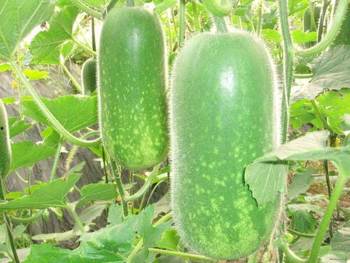 跨年吃瓜视频素材高清,高清视频揭秘年度吃瓜盛宴