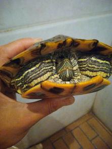 乌龟可以吃瓠瓜吗视频教程,轻松制作营养美食教程